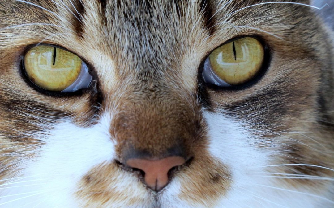 Peran Dinas Kesehatan dalam Penerbitan BPJS di Teluk Bintuni